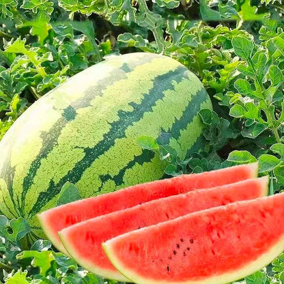 ⚡Flash-Sale⚡100k-sold⚡ Lazy Man's Watermelon Seeds-#YUN7