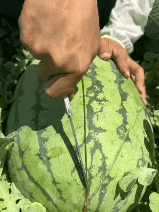 ⚡Flash-Sale⚡100k-sold⚡ Lazy Man's Watermelon Seeds-#YUN7