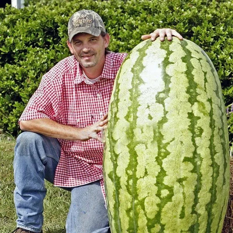 ⚡Flash-Sale⚡100k-sold⚡ Lazy Man's Watermelon Seeds-#YUN7