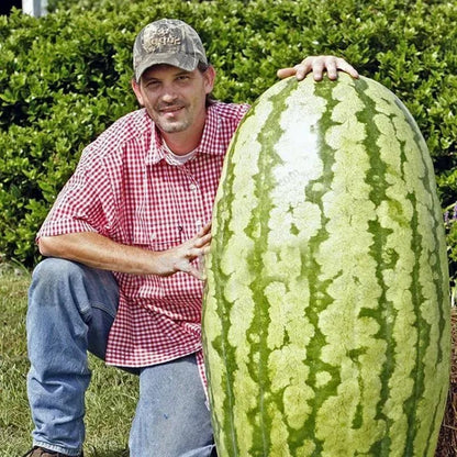 ⚡Flash-Sale⚡100k-sold⚡ Lazy Man's Watermelon Seeds-#YUN7