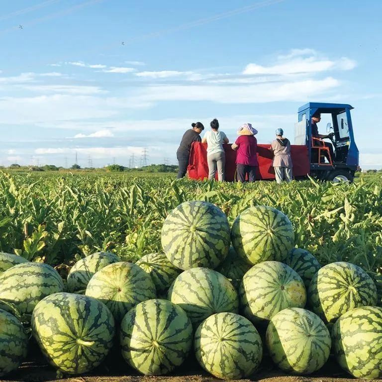 ⚡Flash-Sale⚡100k-sold⚡ Lazy Man's Watermelon Seeds-#YUN7