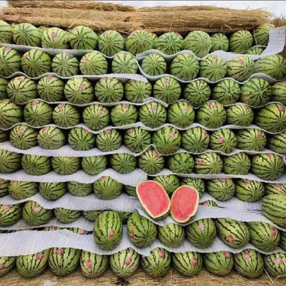 ⚡Flash-Sale⚡100k-sold⚡ Lazy Man's Watermelon Seeds-#YUN7