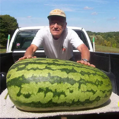 ⚡Flash-Sale⚡100k-sold⚡ Lazy Man's Watermelon Seeds-#YUN7