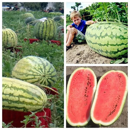 ⚡Flash-Sale⚡100k-sold⚡ Lazy Man's Watermelon Seeds-#YUN7